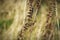 Dried Curly Dock Plant, Abstract Nature Background Motive