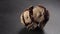 Dried cypress pine cone on a dark background close up. Macro texture.