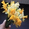 Dried daffodils bouquet