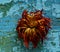 Dried dahlia flower