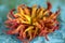 Dried dahlia flower