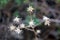 Dried daisy flowers, Feverfew