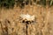 Dried dandelion