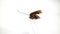 Dried dead cockroach on a white background