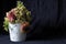 Dried or dead flowers in a cracked vase. Black background isolated