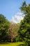 Dried dead tree is standing among green life trees under blue sk