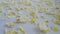 Dried or dehydrated rose petals. White and yellow rose petals on paper towels drying. Drying or dehydrating process of flower