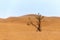 Dried desert bush on sand in desert