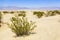 Dried desert gras in Mesquite Flats Sand Dunes