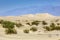 Dried desert gras in Mesquite Flats Sand Dunes