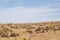 Dried desert landscape with plants