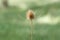 Dried Dipsacus plant with nice bokeh