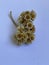 Dried Edelweiss Flowers