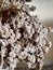 dried edelweiss flowers. Eternity flower