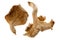 Dried Edible Mushrooms