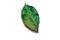 Dried emerald rose leaf isolate