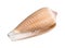 Dried empty shell of cone snail cutout on white