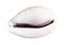 dried empty shell of cowrie cutout on white