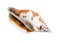 Dried empty shell of whelk mollusc cutout on white