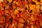 Dried falled autumn leaves of the fall season with beautiful colors for background