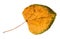 Dried fallen autumn leaf of lime tree cut out