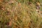 Dried fallen leaves over the uneven grass in forest area