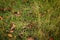 Dried fallen leaves over the uneven grass in forest area