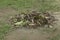 Dried, fallen leaves were gathered and put in one place during before being put into plastic bag during garden cleaning