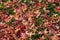 Dried and fallen red maple leaves on the green grass in autumn