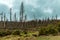 Dried and felled trees in a coniferous forest