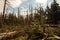 Dried and felled trees in a coniferous forest