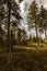 Dried and felled trees in a coniferous forest