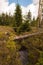 Dried and felled trees in a coniferous forest