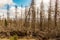 Dried and felled trees in a coniferous forest