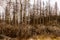 Dried and felled trees in a coniferous forest