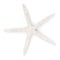 Dried Finger Starfish (Linckia Laevigata)