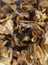 Dried fish abstract