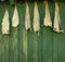 Dried fish hanging against green wooden wall. Norway