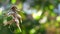 Dried fish hanging on a rope on a blurred background of greenery and sunlight