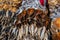 Dried fish. Market on the street. Cebu. Philippines