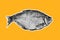 Dried fish on an orange background with a white stroke. Art gallery design, collage.