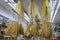 Dried fish stomach or fish maw with price tags hanging at a traditional Chinese food store in Chinatown Singapore