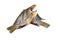 Dried fish Tilapia