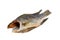 Dried fish Tilapia