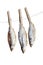Dried fish to beer on white background