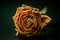 A dried flower Bud close-up lies on the table in a restrained key. Unusual creative background. The concept: the process of aging.