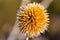 Dried flower, dried sunflower disc floret, dried yellow flower Heliathus