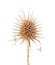 Dried flower head of Dipsacus sativus or Fuller`s teasel isolated on white background