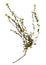 Dried flower of hoary alyssum