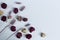 Dried flower lavender, purple, and pink lagurus and roses with seeds on the white tabletop. Top view wallpaper on white background